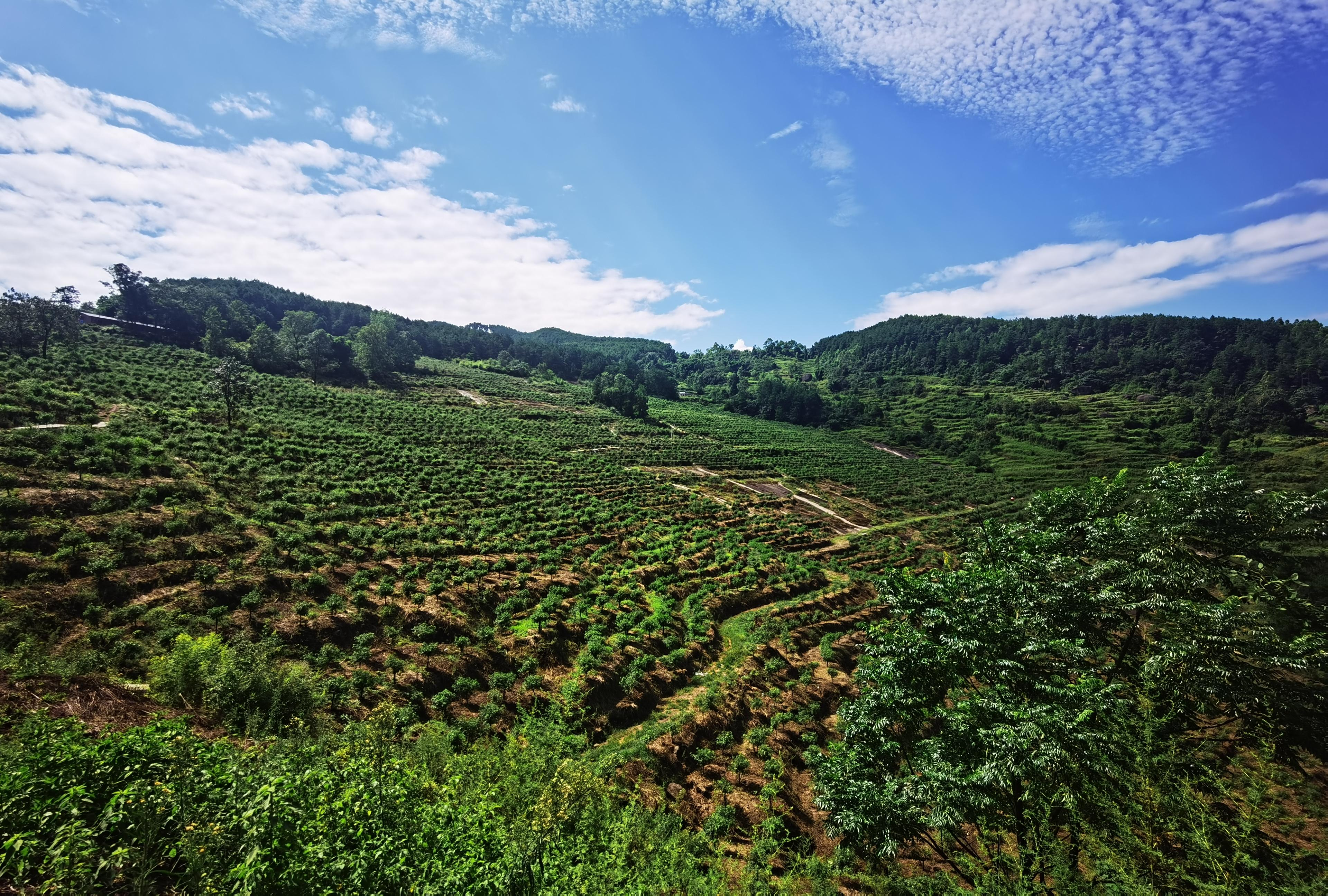 图片1.png 新球体育