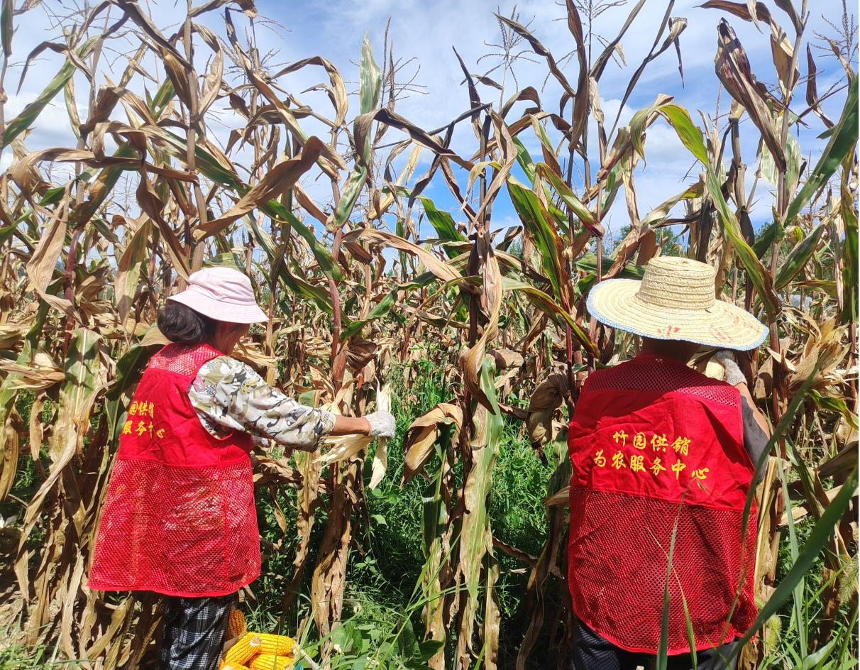 图片2.png 新球体育