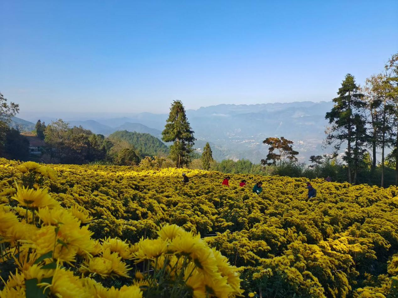 图片1.png 新球体育