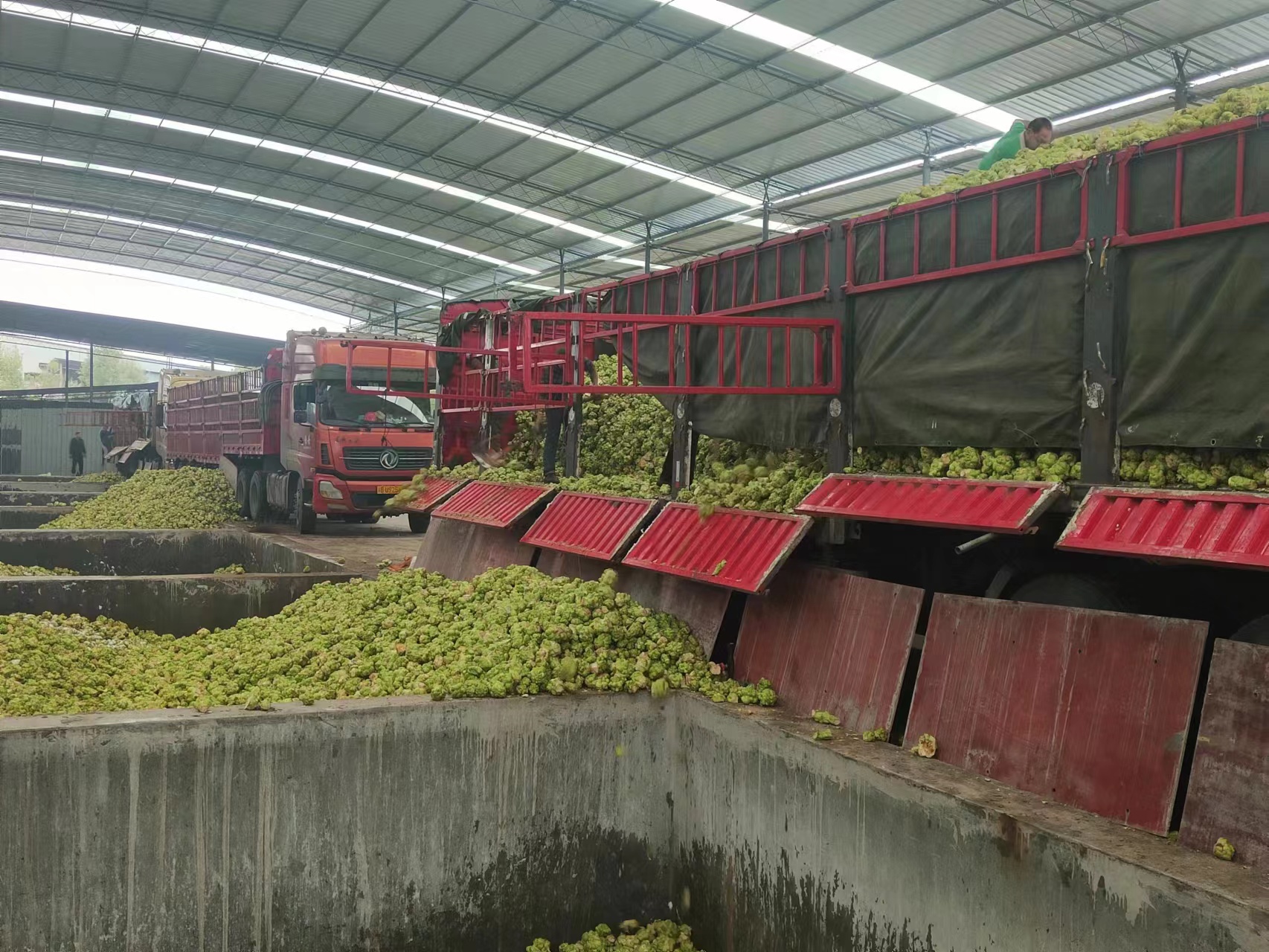 永川区何埂镇狮子村长五间窖池青菜头交付现场.jpg 新球体育