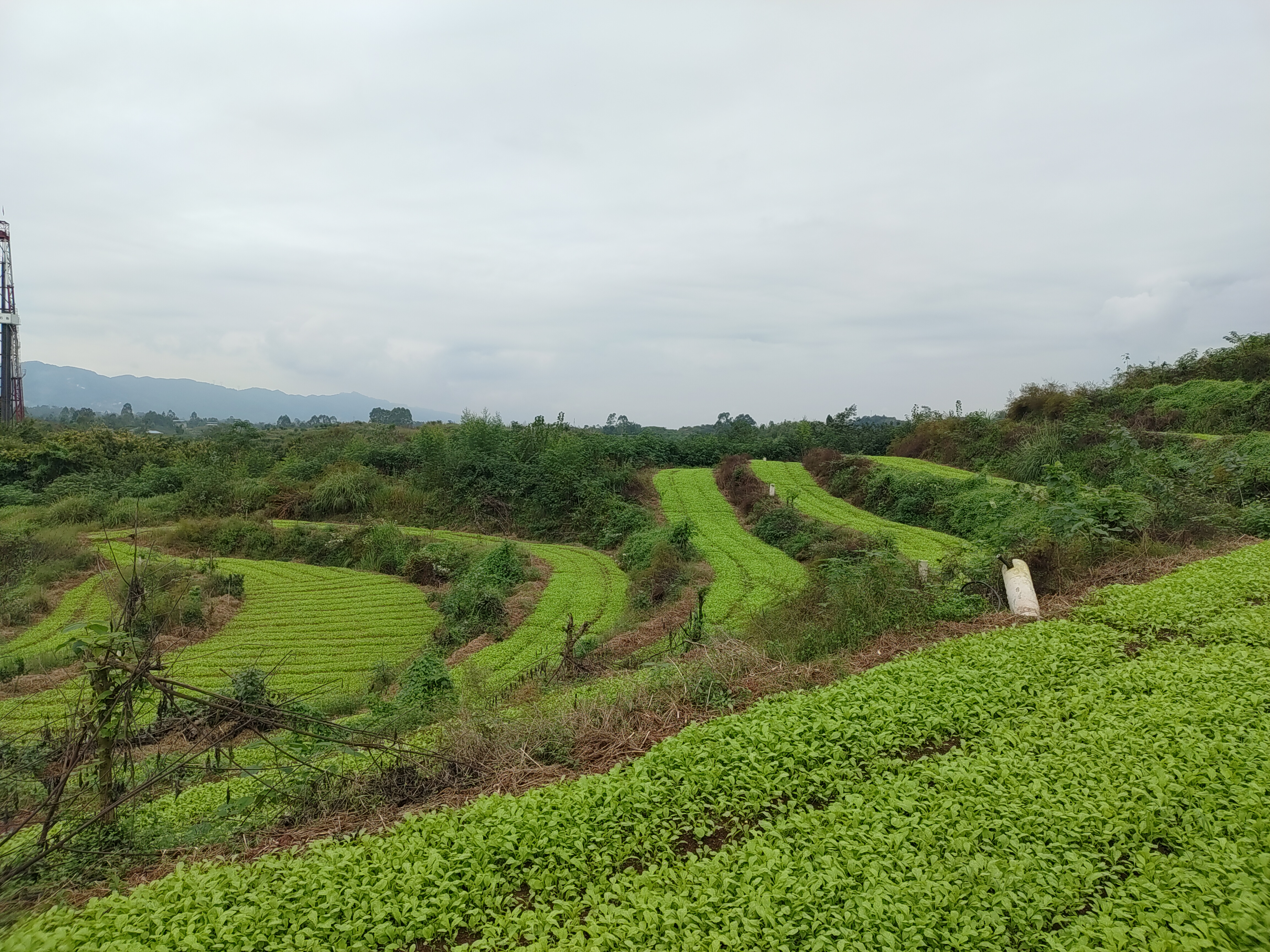 永川区青菜头种植基地.jpg 新球体育