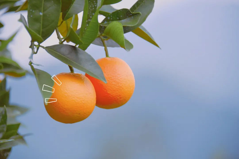 图片9.png 新球体育